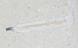 Fossil Crustacean (Geryon), Worm & Fish - Cretaceous #24106-2